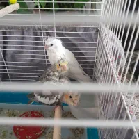 عروس هلندی لوتینو ماده و۳عددجوجه|پرنده|برخوار, |دیوار