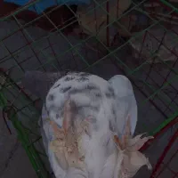 کفتر گرگی پرشی بشرط بازی