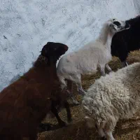 بره نر و ماده|حیوانات مزرعه|اصفهان, قهجاورستان|دیوار