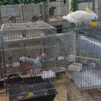 سلطان کاسکو هابه پایین ترین قیمت وبالاترین کیفیت|پرنده|تهران, اسکندری|دیوار