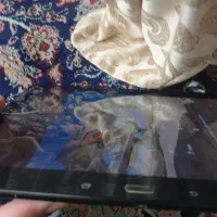 تبلت|تبلت|مشهد, شهید شهریاری|دیوار