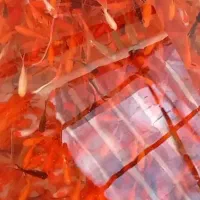 ماهی قرمز عمده