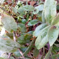 گلهای طبیعی یکی ۵۰تومن|گل و گیاه طبیعی|نقده, |دیوار