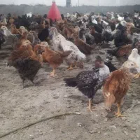 جوجه مرغ محلی