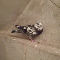 کبوتر سوسکی