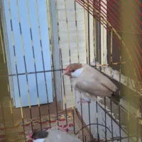 فروش فنج نرگسی