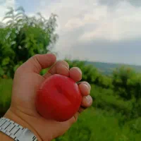 هلو شلیل حسن پوری بصورت تناژ بالا بسته بندی شده