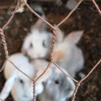 تعدادی خرگوش لپ.. یک جفت کوتوله|موش و خرگوش|رفسنجان, |دیوار