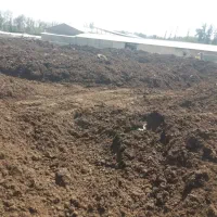 پخش کود حیوانی گاوی پوسیده بارگیری داخل گاوداری|خدمات باغبانی و درختکاری|جیرفت, |دیوار