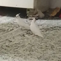 عروس هلندی جفت
