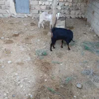 فروش دام|حیوانات مزرعه|مهران (ایلام), |دیوار