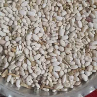 یک تن لوبیا سفید هلندی