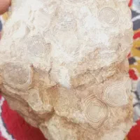 سنگ فسیل و شهاب سنگ مریخی|جواهرات|رباط‌کریم, رباط‌کریم|دیوار