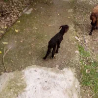 گوسفند با بره|حیوانات مزرعه|سرخنکلاته, |دیوار