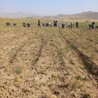 کارگر و اکیپ دارم برای کارهای دسکنه و کشاورزی