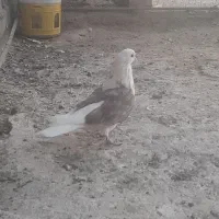 کبوتر|پرنده|بافت, |دیوار