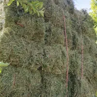 خریدار یونجه و علف هستم