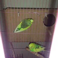 مرغ عشق|پرنده|جلفا, |دیوار