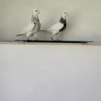 نرو ماده طوقی بسیار عالی|پرنده|ابهر, |دیوار