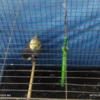 عروس هلندی سرحال و مست نر|پرنده|قرچک, باقرآباد|دیوار