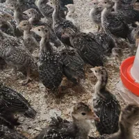 تخم نطفه دار بوقلمون برنز انگلیسی