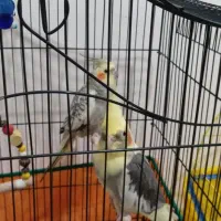 سلام  یک جفت  عروس هلندی بفروش می‌رسد