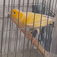 ۴ عدد قناری مست|پرنده|اهواز, زوویه ۲|دیوار