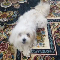 سگ شیتزو فروشی