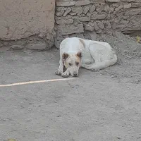 سگ قدرجونی