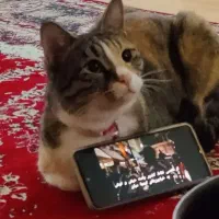 واگذاری گربه رایگان