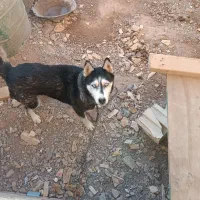 واگذاری سگ هاسکی چشم یخی