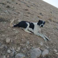 دوزدیده شده هر کس دید اطلاع بده مچکر ..|حیوانات|شهرکرد, |دیوار