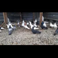 کبوتر زاغ و تعدای پرشی ساعت سنگین مهرتیر ماه|پرنده|مرزیکلا, |دیوار