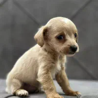 واگذاری سگ جیبی|سگ|مشهد, زمرد|دیوار