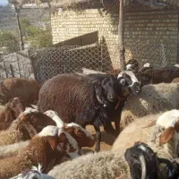 یک عدد قوچ قزل افشار درجه یک یک|حیوانات مزرعه|چگنی, |دیوار