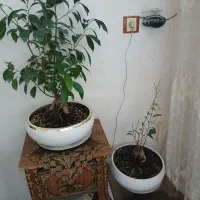 گل بنسایی|گل و گیاه طبیعی|باسمنج, |دیوار
