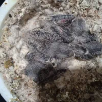 جوجه سهره قناری|پرنده|تهران, جوادیه تهرانپارس|دیوار