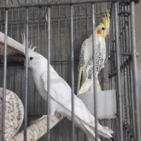 عروس هلندی مولد/جفت/آلبینو/لوتینو/طوطی