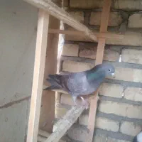 کبوتر نر سیمونی