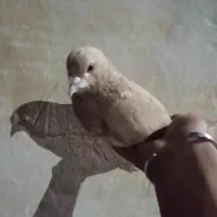 شهری زرد ماده