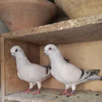 یه جفت هلندی