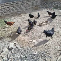 جوجه خروس ۵ ماهه