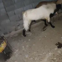 نری رودان|حیوانات مزرعه|رودان, |دیوار