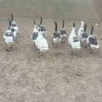 غاز طبیعی|حیوانات مزرعه|قشلاق دشت, |دیوار