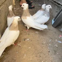 کبوتر طوقی|پرنده|بردخون, |دیوار