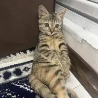 گربه شش ماهه بسیار زیبا|گربه|فردیس, منظریه|دیوار