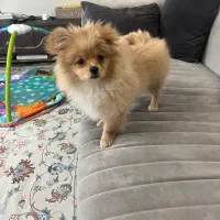 توله سگ پامر