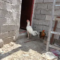 خروس لاری معاوضه با مرغ