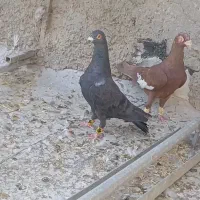 کفتر یا کبوتر|پرنده|شیراز, وزیرآباد|دیوار