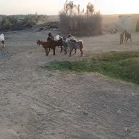 ده‌تا‌کهر‌...۱۷‌بز‌ابسن۲۰‌روزه‌تا‌زایمان|حیوانات مزرعه|جیرفت, |دیوار